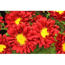 Aster - Matsumoto - Red (bunch of 10 stems)
